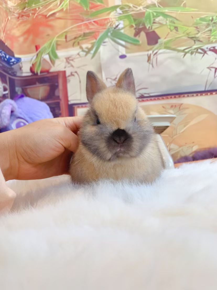 特价双血虎斑侏儒兔